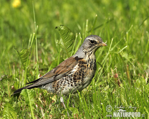 Turdus pilaris