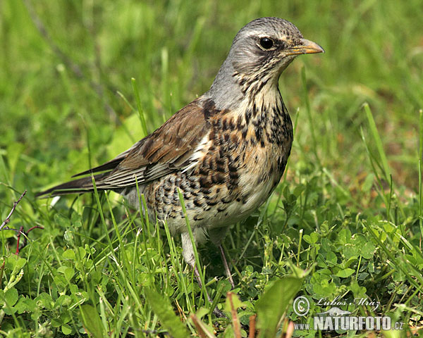 Turdus pilaris