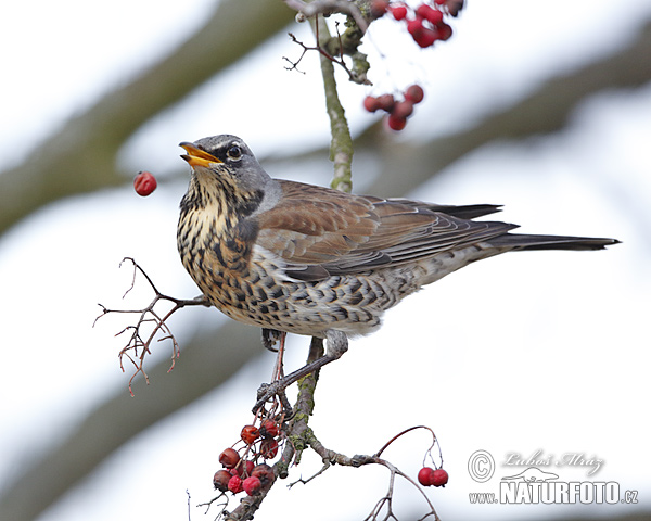 Turdus pilaris