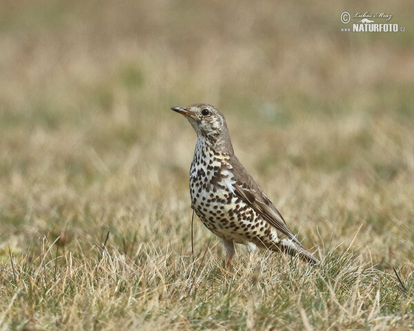 Turdus viscivorus