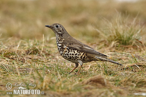 Turdus viscivorus