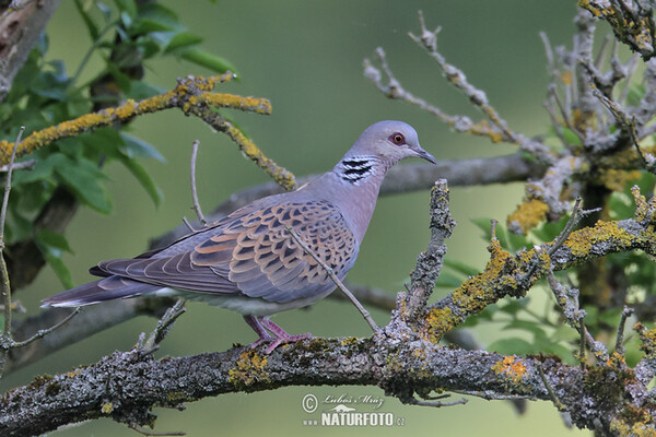 Turtle Dove (Streptopelia turtur)