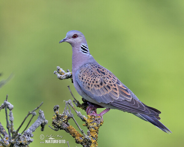 Turtle Dove (Streptopelia turtur)