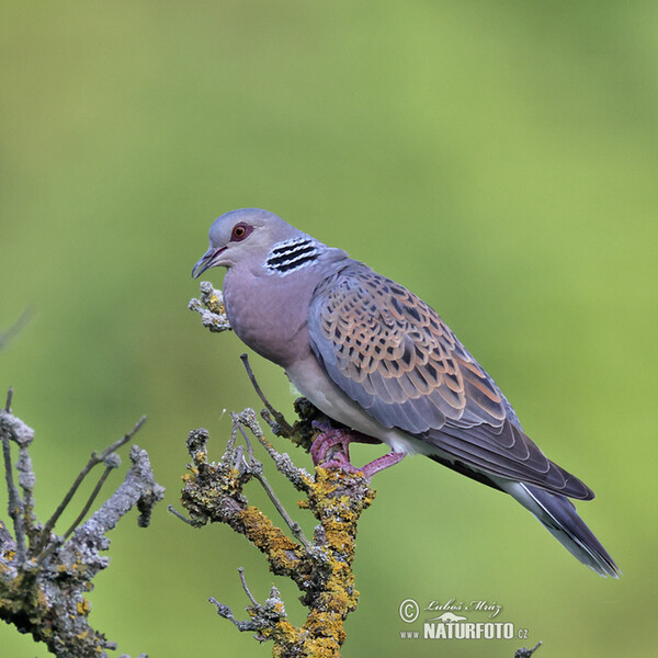 Turtle Dove (Streptopelia turtur)