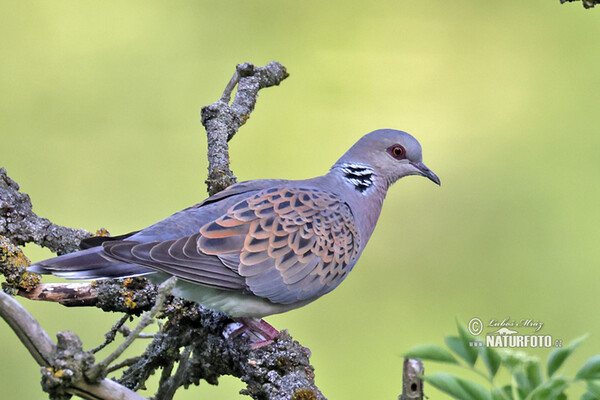 Turtle Dove (Streptopelia turtur)