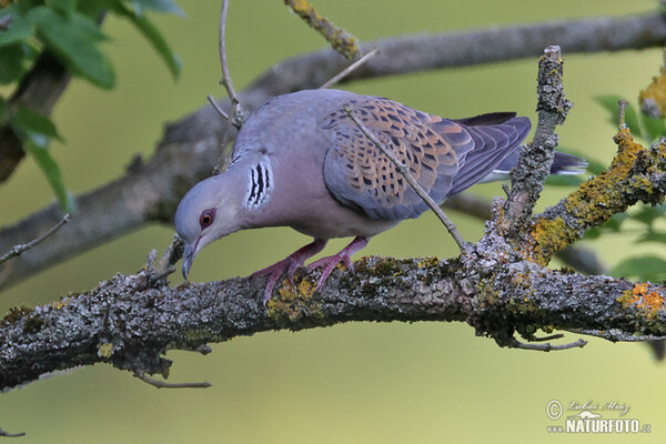 Turtle Dove (Streptopelia turtur)