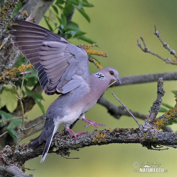 Turtle Dove (Streptopelia turtur)