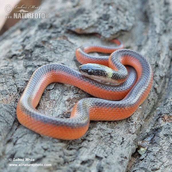 Two-colored Mussurana (Mussurana bicolor)