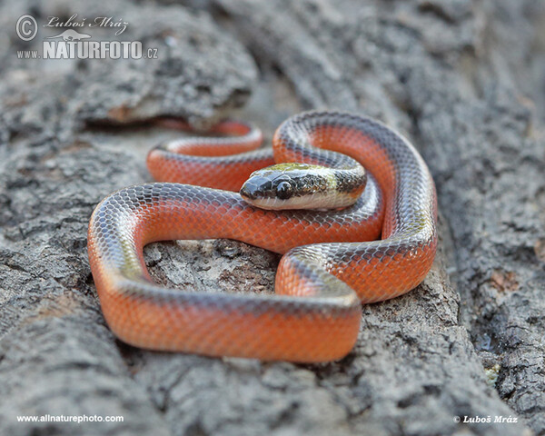 Two-colored Mussurana (Mussurana bicolor)