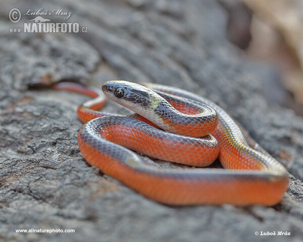 Two-colored Mussurana (Mussurana bicolor)