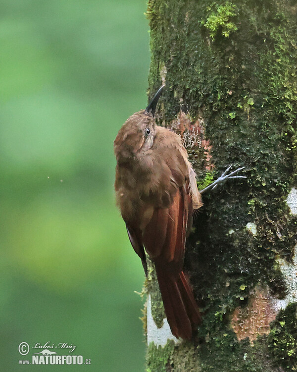 Tyrannine Woodcreeper (Dendrocincla tyrannina)