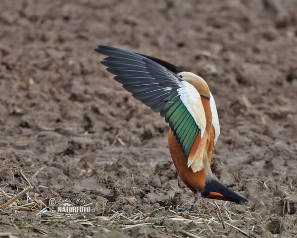 uddy Shelduck