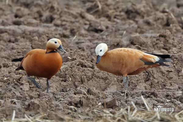 uddy Shelduck