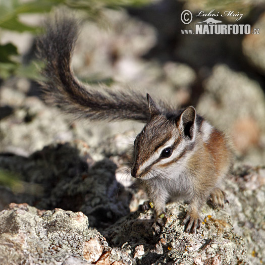 Uintachipmunk