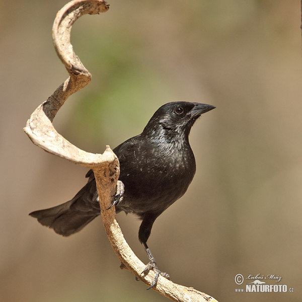 Unicolored Blackbird (Agelasticus cyanopus)