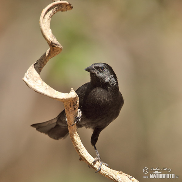 Unicolored Blackbird (Agelasticus cyanopus)