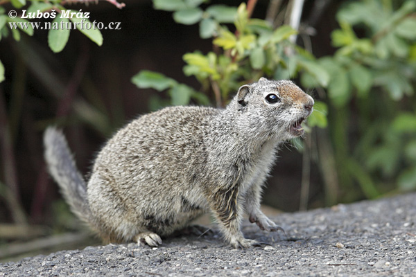 Urocitellus armatus