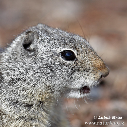 Urocitellus armatus