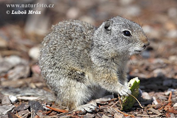 Urocitellus armatus