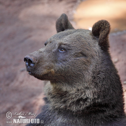 Urso-pardo