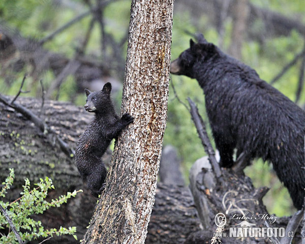 Ursus americanus