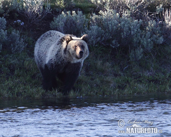 Ursus arctos horribilis