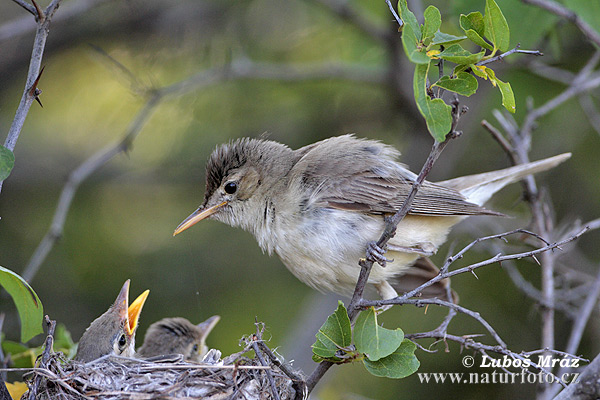 Vale spotvogel