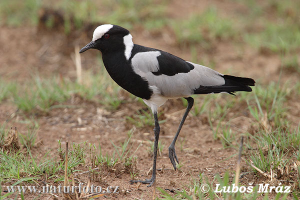 Vanellus armatus