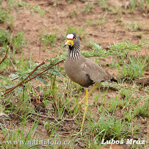 Vanellus senegallus