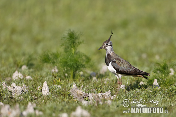 Vanellus vanellus