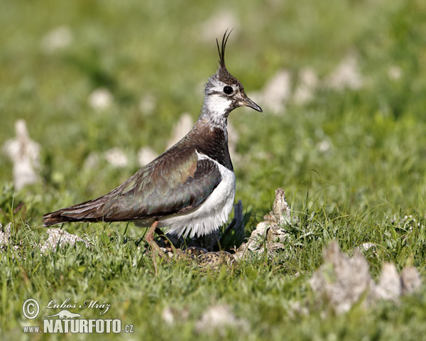 Vanellus vanellus