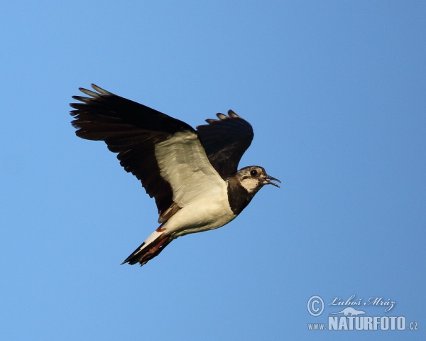 Vanellus vanellus