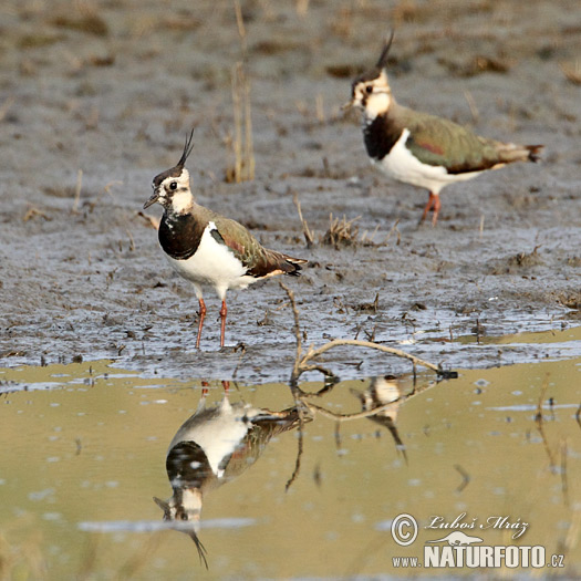 Vanellus vanellus
