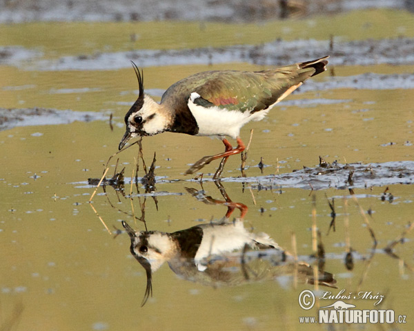 Vanellus vanellus