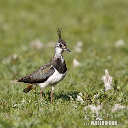 Vanellus vanellus