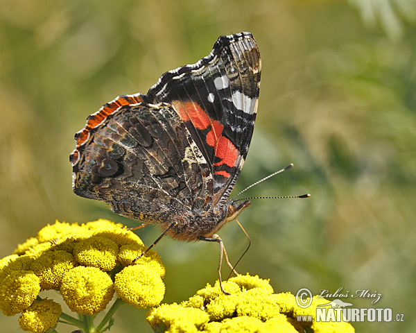 Vanessa atalanta