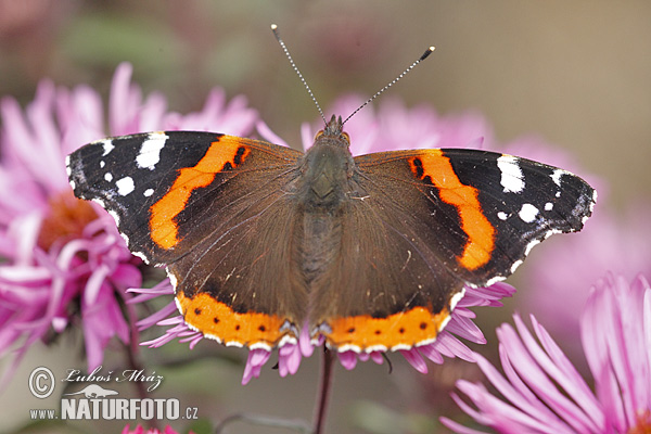 Vanessa atalanta