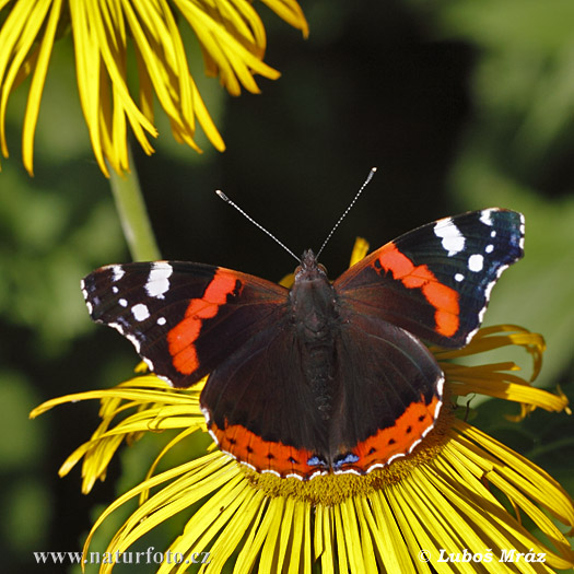 Vanessa atalanta