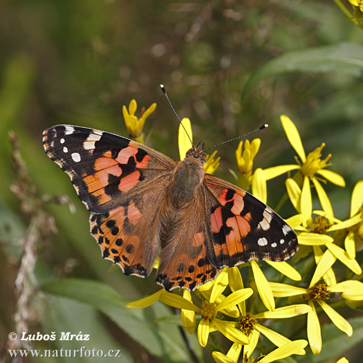 Vanessa cardui