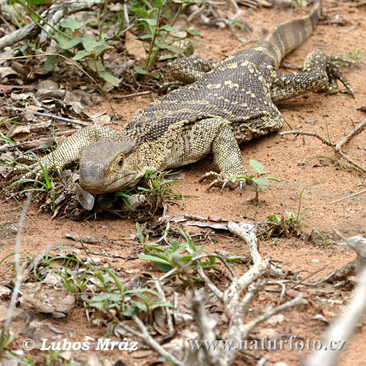 Varanus albigularis