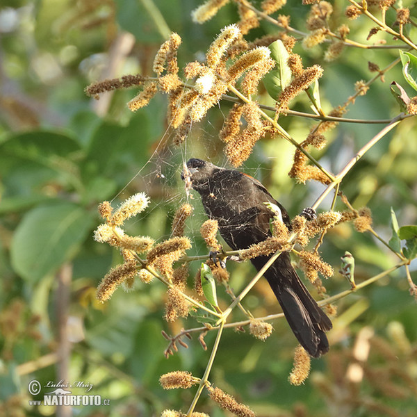 Variable Oriole (Icterus pyrrhopterus)