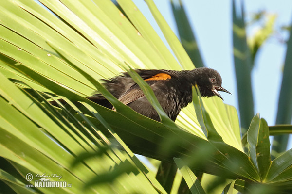 Variable Oriole (Icterus pyrrhopterus)