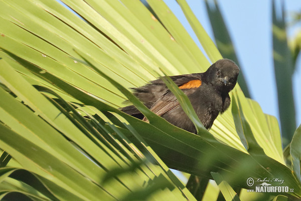 Variable Oriole (Icterus pyrrhopterus)