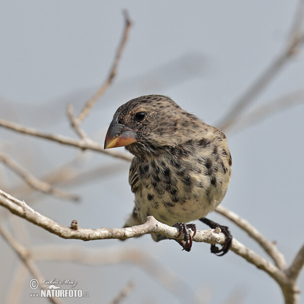 Vegetarian Finch (Platyspiza crassirostris)