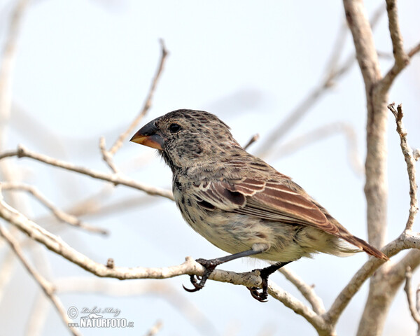 Vegetarian Finch (Platyspiza crassirostris)