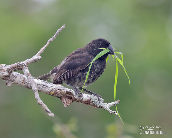 Vegetarian Finch (Platyspiza crassirostris)