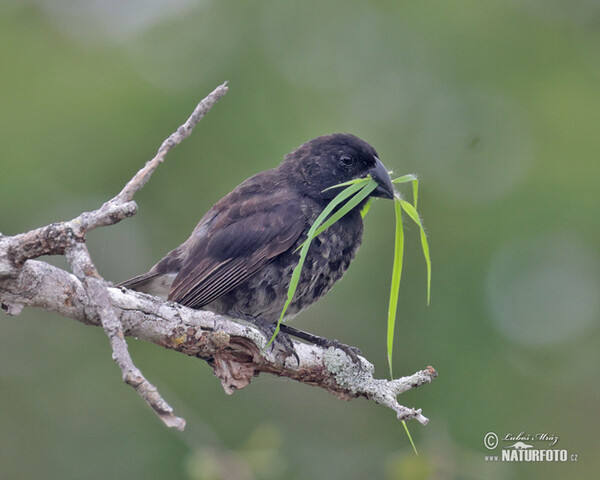 Vegetarian Finch (Platyspiza crassirostris)