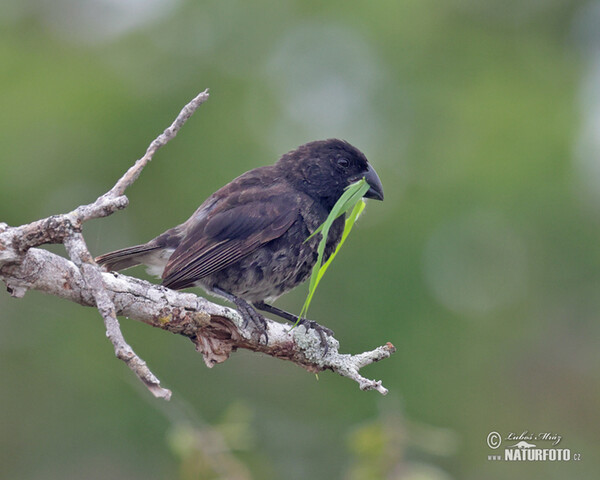 Vegetarian Finch (Platyspiza crassirostris)