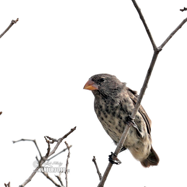 Vegetarian Finch (Platyspiza crassirostris)