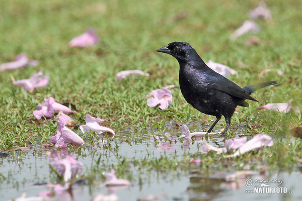 Velvet-fronted Grackle (Lampropsar tanagrinus)